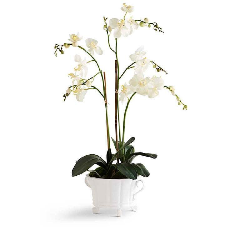White Orchid in White Dish